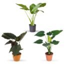 Alocasia Tropical Trio- Alocasia Okinawa, Cucullata & Wentii Combo