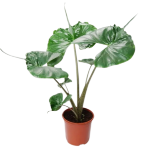 Alocasia Stingray Plant | Alocasia macrorrhizos ‘Stingray’ Ornamental Plant
