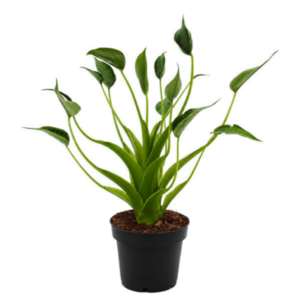 Alocasia Tiny Dancer Plant – Indoor Ornamental Plant
