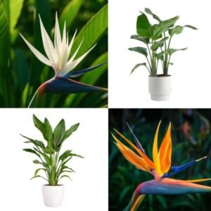 White Bird of Paradise & Orange Bird of Paradise Combo