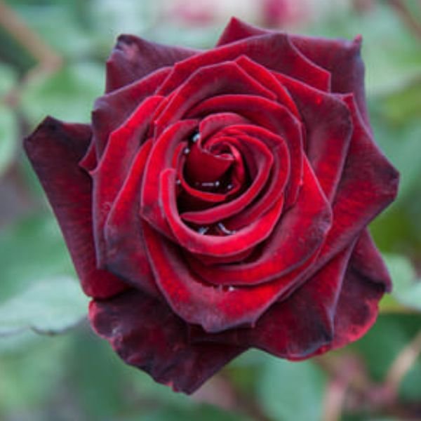 Black Lady Rose