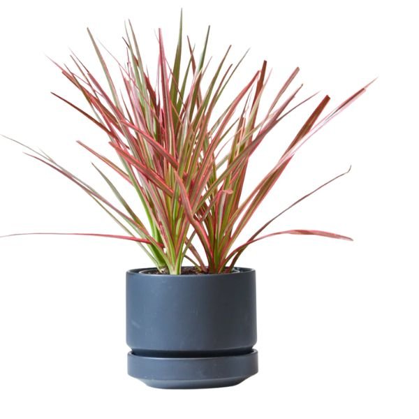 Dracaena Colorama Plant – Pink-Edged Dracaena
