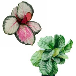 Calathea Roseopicta ‘Rosy Silver’ & Orbifolia Small Plant Combo
