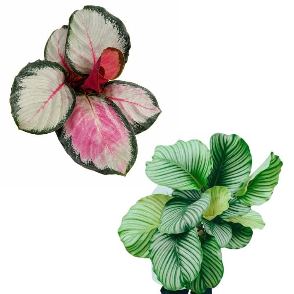 Calathea Roseopicta ‘Rosy Silver’ & Orbifolia Small Plant Combo