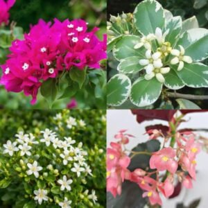 Pink Beauty, Table Kamini, Angel Wing Begonia Pink & Pittosporum Sapling Combo