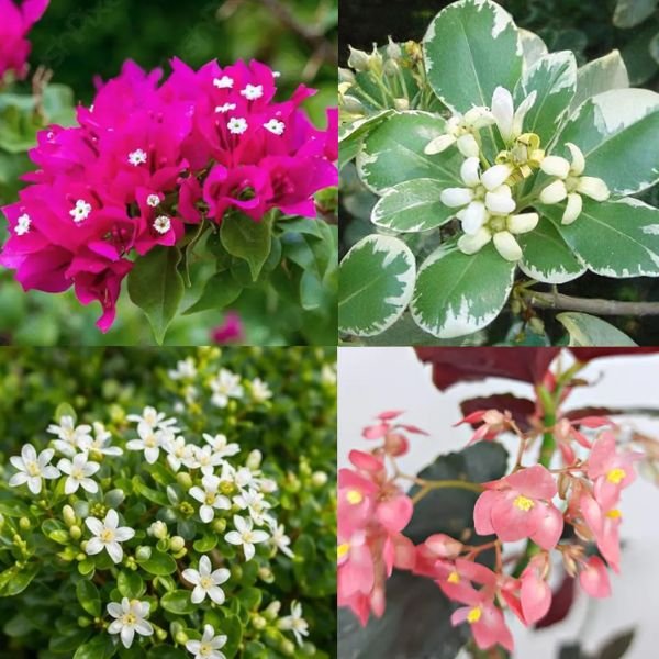 Pink Beauty, Table Kamini, Angel Wing Begonia Pink & Pittosporum Sapling Combo