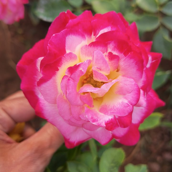 Double Delight Rose