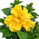 Yellow Multi Petal Hibiscus Plant | All Time Flowering