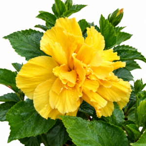 Yellow Multi Petal Hibiscus Plant | All Time Flowering