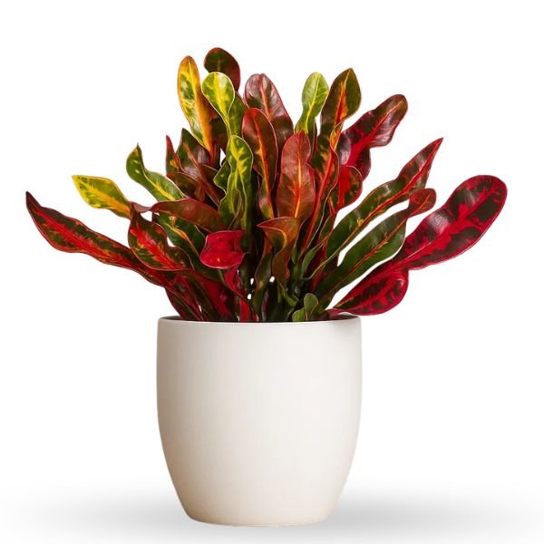 Croton Mammy (Codiaeum Variegatum Crotons)