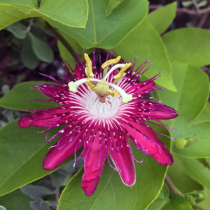 Maroon Krishna Kamal Plant | Beautiful Passion Flower Vine
