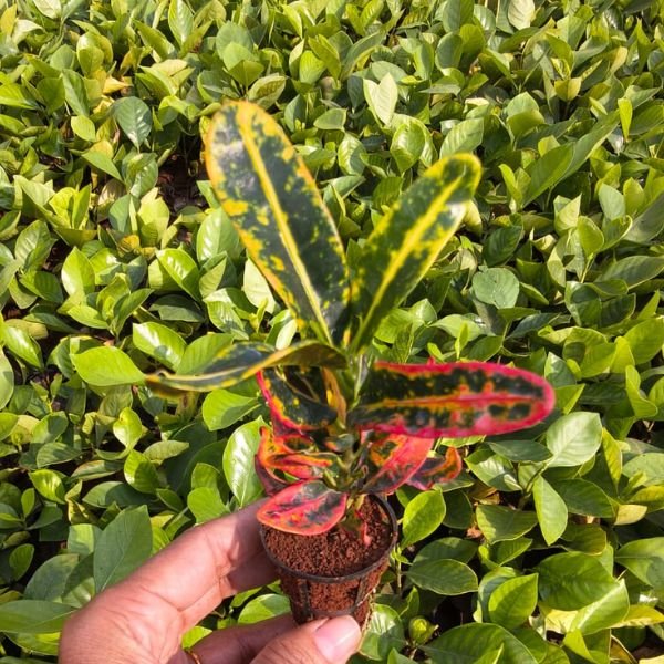Croton Mammy (Codiaeum Variegatum Crotons) - Image 2