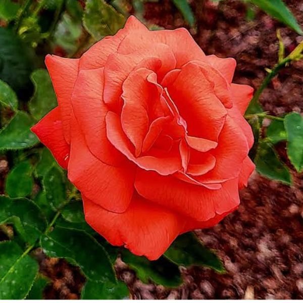 Orange Naranga Rose