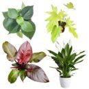 Red Congo, Peace Lily, Selloum Gold & Oxycardium Green Sapling Netpot Combo