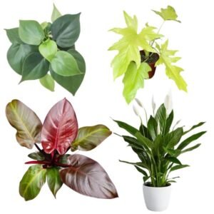 Red Congo, Peace Lily, Selloum Gold & Oxycardium Green Sapling Netpot Combo
