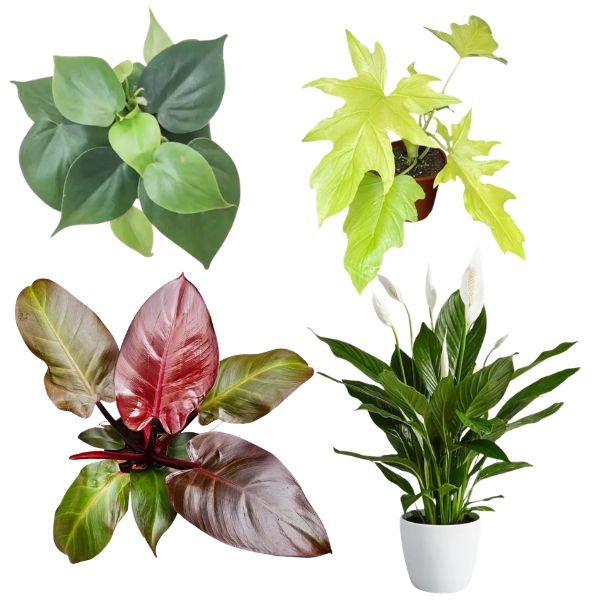 Red Congo, Peace Lily, Selloum Gold & Oxycardium Green Sapling Netpot Combo