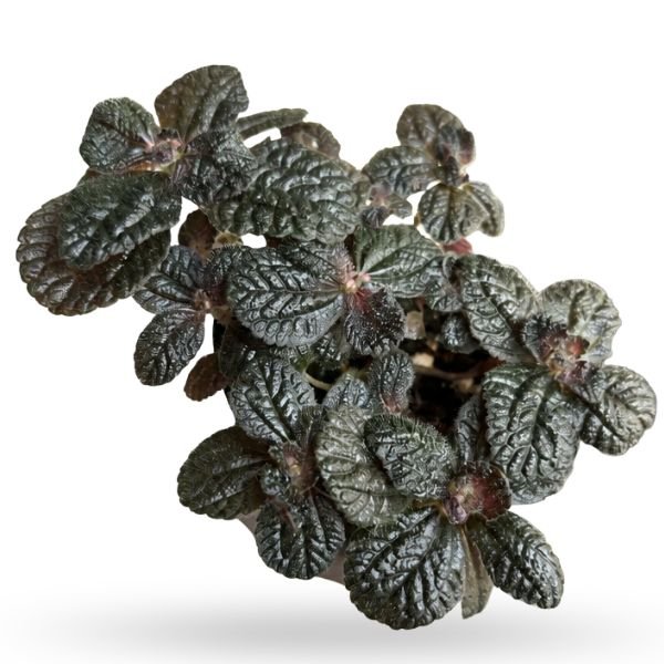Pilea Ripens ‘Black Panimiga’