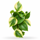 Epipremnum Rare Hybrid “Poonsin ’