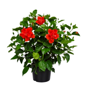 Red Multi Petal Hibiscus Plant | All Time Flowering Hibiscus