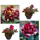 Combo of 2 Multicolor Rose Plants – Abracadabra Hocus Pocus & Tata Centenary