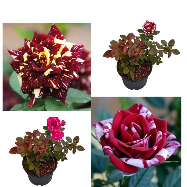 Combo of 2 Multicolor Rose Plants – Abracadabra Hocus Pocus & Tata Centenary