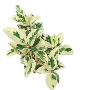 Ficus Safari, Ficus benjamina - Plant