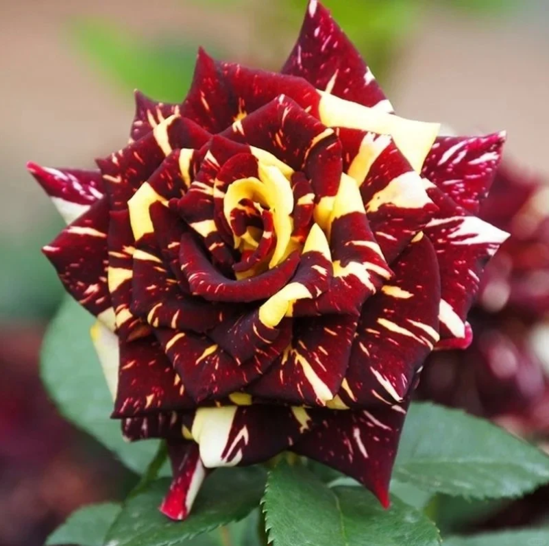 Abracadabra Rose Plant “Hocus Pocus Rose”