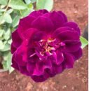 St Purple Rose