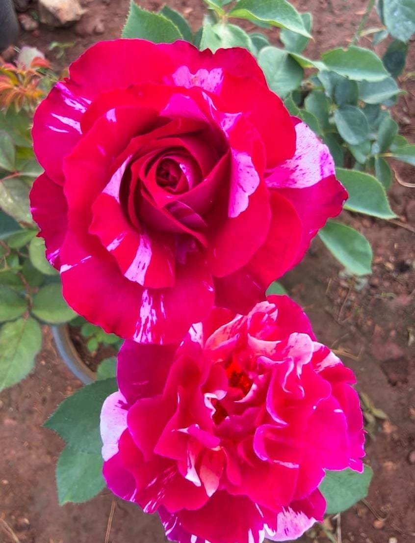 Tata Centenary Multicolor Rose - Image 2