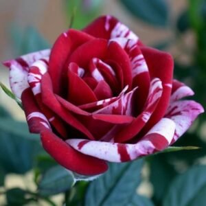Tata Centenary Multicolor Rose