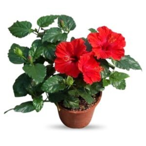 Red Multi Petal Hibiscus Plant | All Time Flowering Hibiscus