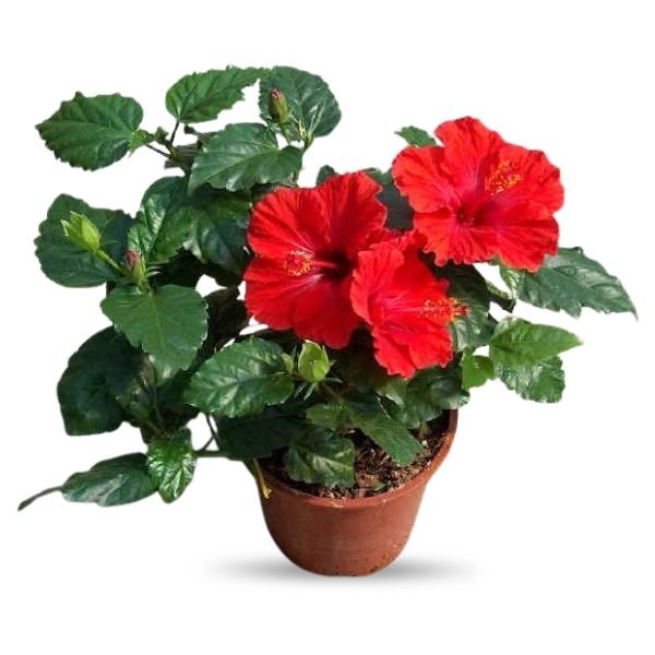 Red Multi Petal Hibiscus Plant | All Time Flowering Hibiscus
