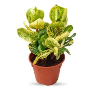 🌿Yellow Croton Plant | Codiaeum Variegatum Yellow