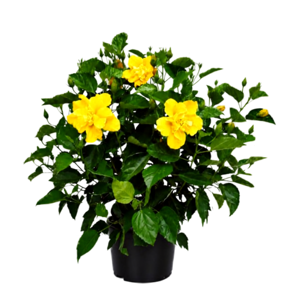 Yellow Multi Petal Hibiscus Plant | All Time Flowering - Image 2