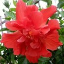 Red Multi Petal Hibiscus Plant | All Time Flowering Hibiscus