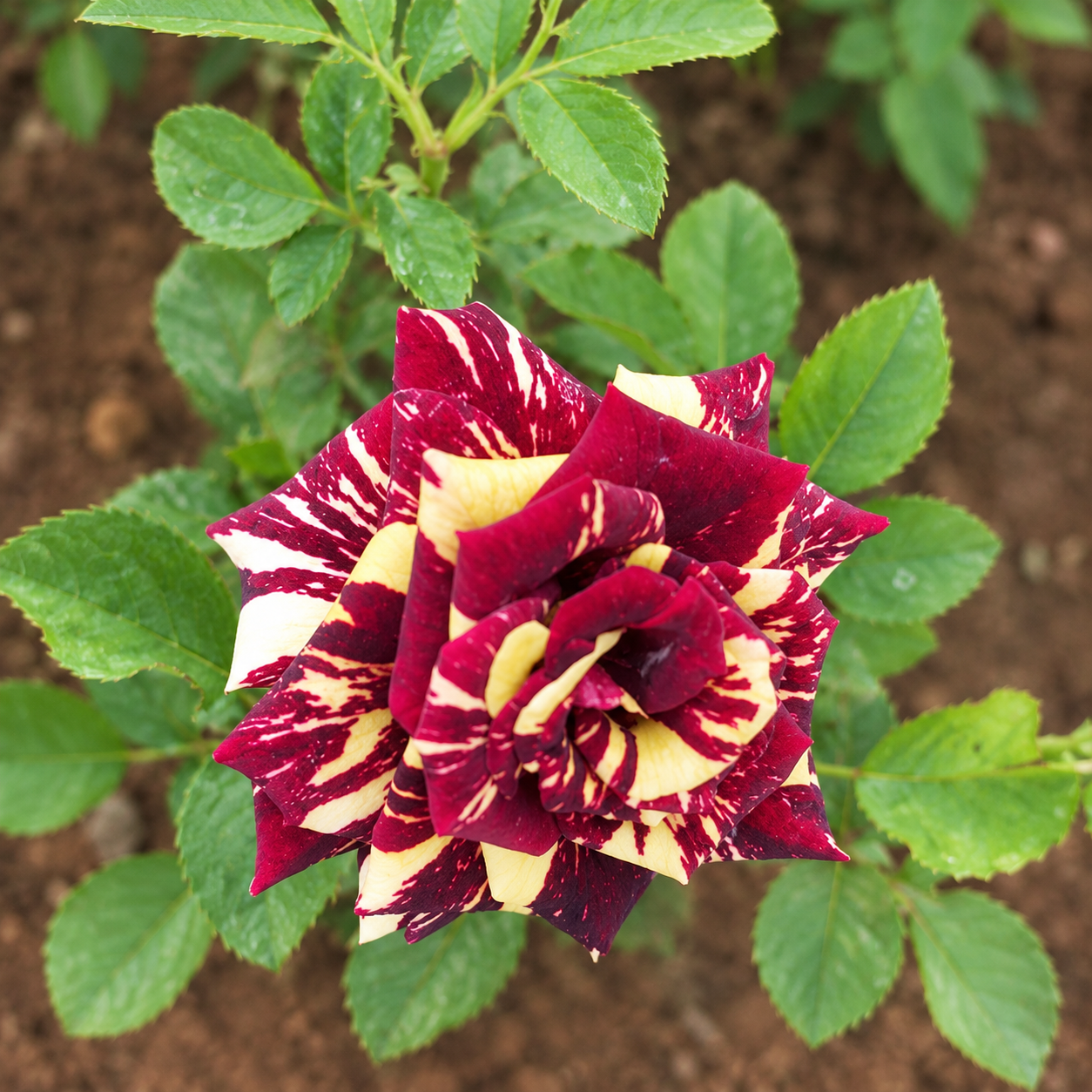 Abracadabra Rose Plant “Hocus Pocus Rose” - Image 2