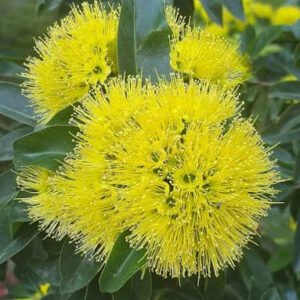 Xanthostemon Chrysanthus Yellow Plant