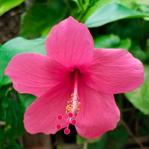 Laxmi Hibiscus Plant | Grafted Laxmi Jaba Flower