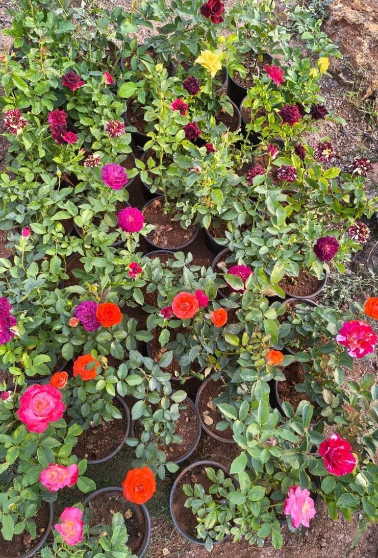 Yellow Rose Plant - Image 2