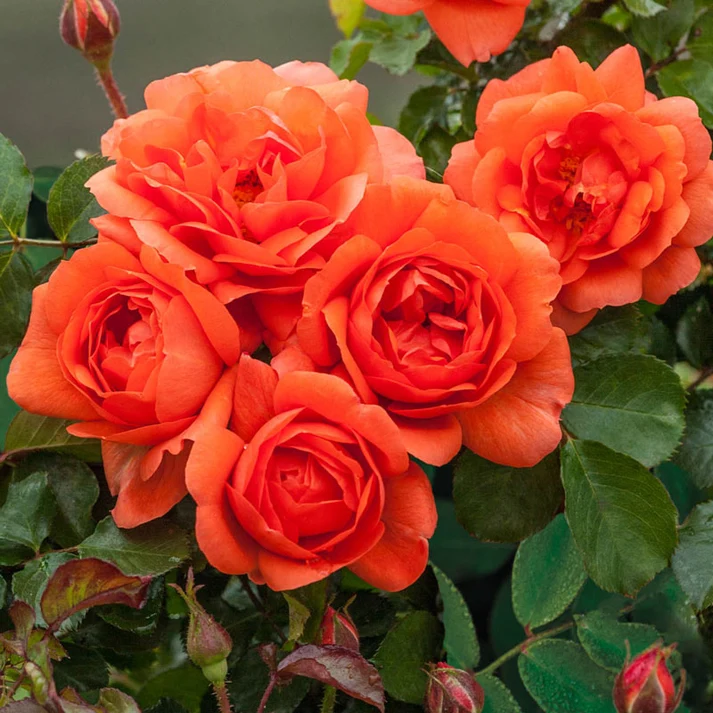 Orange Naranga Rose - Image 2