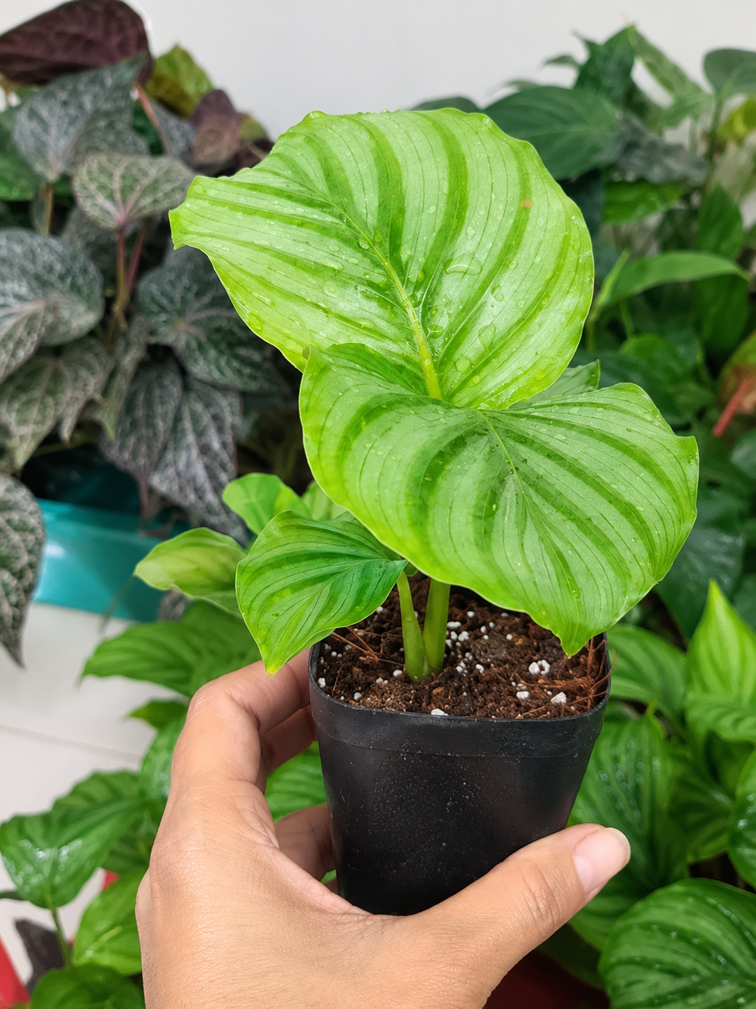 Calathea Orbifolia – Rare Prayer Plant - Image 4