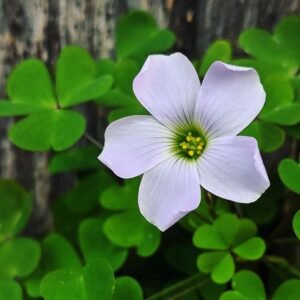 Oxalis White Flower Bulbs | White Woodsorrel – Premium Flowering Bulbs