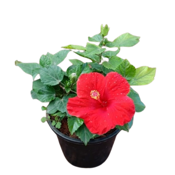 Red Hibiscus Plant | Hibiscus rosa-sinensis Red Flowering Plant - Image 2