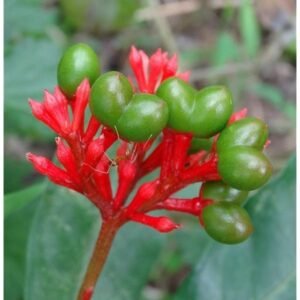 Sarpagandha Plant (Rauvolfia serpentina) – Live Medicinal Plant