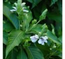 Adulsa Plant (Justicia adhatoda) Live Plant – Vasaka