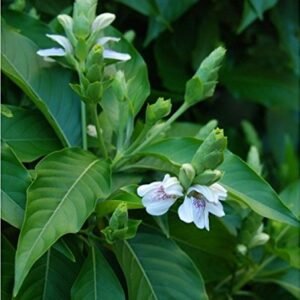 Adulsa Plant (Justicia adhatoda) Live Plant – Vasaka