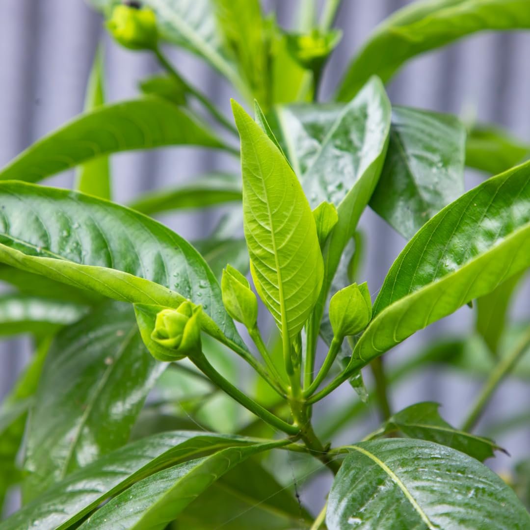 Adulsa Plant (Justicia adhatoda) Live Plant – Vasaka - Image 2