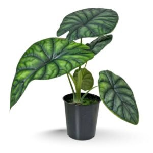 🌿 Alocasia Reversa Plant