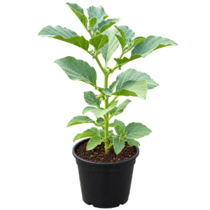 Ashwagandha Herbal Plant