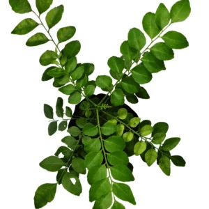 Kadi Patta Plant (Curry Leaves, Sweet Neem)